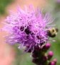 Flower with Bee